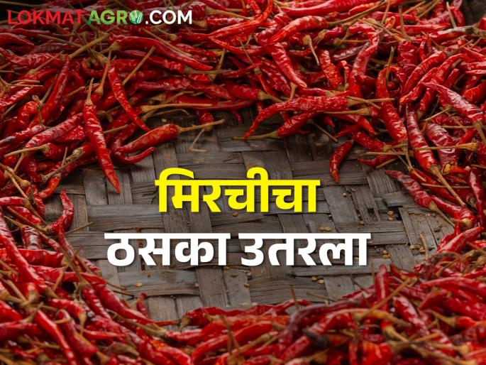 Red pepper became cheap, now make good chilli powder; How is the market price? | लाल मिरची झाली स्वस्त आता तिखट होईल मस्त; कसा मिळतोय बाजारभाव Red pepper became cheap, now make good chilli powder; How is the market price? | लाल मिरची झाली स्वस्त आता तिखट होईल मस्त; कसा मिळतोय बाजारभाव