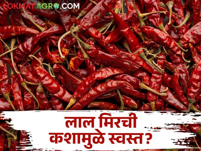 red dry chilli market fall down; increase percentage of making chilli powder | लाल मिरचीचा ठसका उतरल्याने तिखट बनवण्याची लगबग red dry chilli market fall down; increase percentage of making chilli powder | लाल मिरचीचा ठसका उतरल्याने तिखट बनवण्याची लगबग