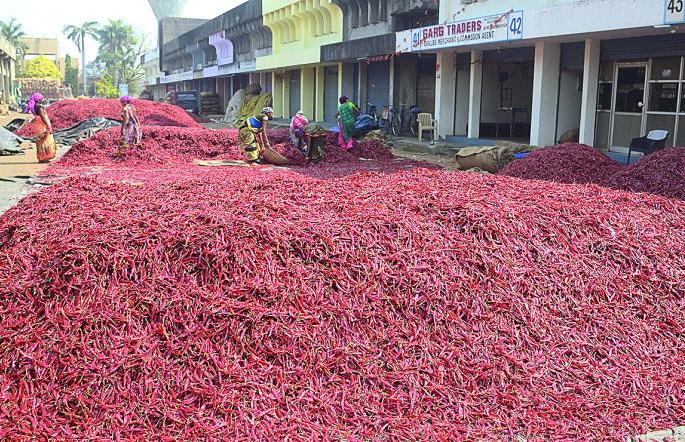 25,000 bags of red chillies landed in Kalmana market | कळमना बाजारात लाल मिरचीची २५ हजार पोती उतरली 25,000 bags of red chillies landed in Kalmana market | कळमना बाजारात लाल मिरचीची २५ हजार पोती उतरली