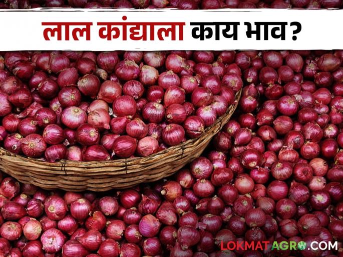Latest News todays Summer and red onion market price in maharashtra market yards | Onion Market : लाल-उन्हाळ कांद्याला सरासरी काय दर मिळाला? वाचा सविस्तर बाजारभाव