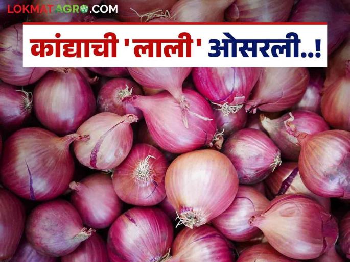 Onion Farmer: It's time for red onion growers to say goodbye to the past; Read what's the reason | Onion Farmer : लाल कांदा उत्पादकांना पुन्हा मागचे पाढे पंचावन्नच म्हणण्याची वेळ; वाचा काय आहे कारण Onion Farmer: It's time for red onion growers to say goodbye to the past; Read what's the reason | Onion Farmer : लाल कांदा उत्पादकांना पुन्हा मागचे पाढे पंचावन्नच म्हणण्याची वेळ; वाचा काय आहे कारण