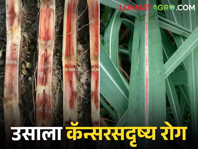 Panic of this disease among sugarcane growers in Uttar Pradesh | Sugarcane Disease उत्तर प्रदेशात ऊस उत्पादकांमध्ये या रोगाची दहशत Panic of this disease among sugarcane growers in Uttar Pradesh | Sugarcane Disease उत्तर प्रदेशात ऊस उत्पादकांमध्ये या रोगाची दहशत