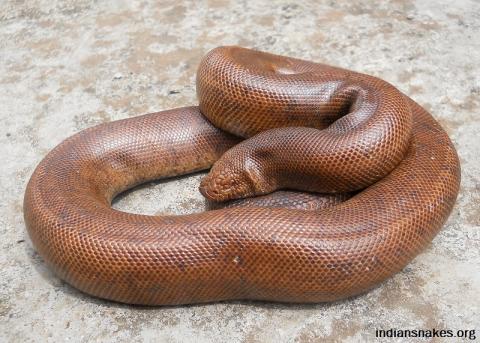 action against snake smugglers in doubt | मांडूळ तस्करांवरील कारवाईचे गौडबंगाल; स्थानिक अधिकारी व वन विभाग अनभिज्ञ