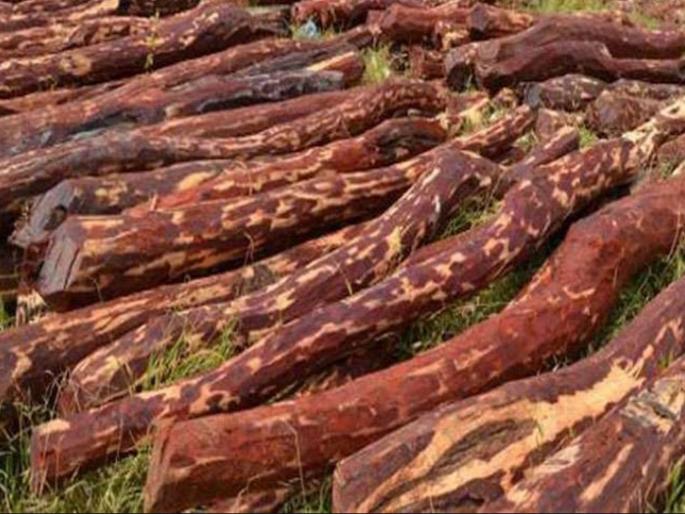 red sandalwood worth rupees four crore seized while smuggling | कांद्याच्या नावाखाली रक्तचंदनाची तस्करी; चार कोटीचा साठा जप्त red sandalwood worth rupees four crore seized while smuggling | कांद्याच्या नावाखाली रक्तचंदनाची तस्करी; चार कोटीचा साठा जप्त