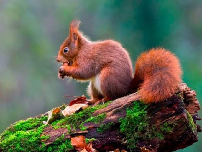 One in five UK mammals at risk of extinction | इंग्लंडमधील सस्तन प्राण्यांच्या दर पाच प्रजातींमागे एक प्रजाती नष्ट होण्याच्या मार्गावर One in five UK mammals at risk of extinction | इंग्लंडमधील सस्तन प्राण्यांच्या दर पाच प्रजातींमागे एक प्रजाती नष्ट होण्याच्या मार्गावर