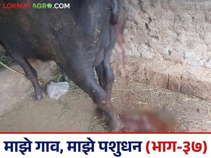 What causes red urine disease in cows and buffaloes? What can be done to treat it? | गाई व म्हैशीतील लाल लघवीचा आजार कशामुळे होतो? काय कराल उपाय?