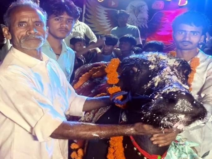 Cut the cake, put on a DJ and..., the farmer celebrated Redya's birthday with a bang | केक कापला, डीजे लावला आणि..., शेतकऱ्याने दणक्यात साजरा केला रेड्याचा वाढदिवस Cut the cake, put on a DJ and..., the farmer celebrated Redya's birthday with a bang | केक कापला, डीजे लावला आणि..., शेतकऱ्याने दणक्यात साजरा केला रेड्याचा वाढदिवस
