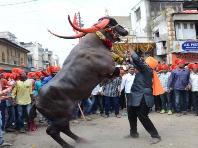 A unique fashion show in Rangala Range in Aurangabad | औरंगाबादमध्ये रंगला रेड्यांचा आगळावेगळा फॅशन शो A unique fashion show in Rangala Range in Aurangabad | औरंगाबादमध्ये रंगला रेड्यांचा आगळावेगळा फॅशन शो