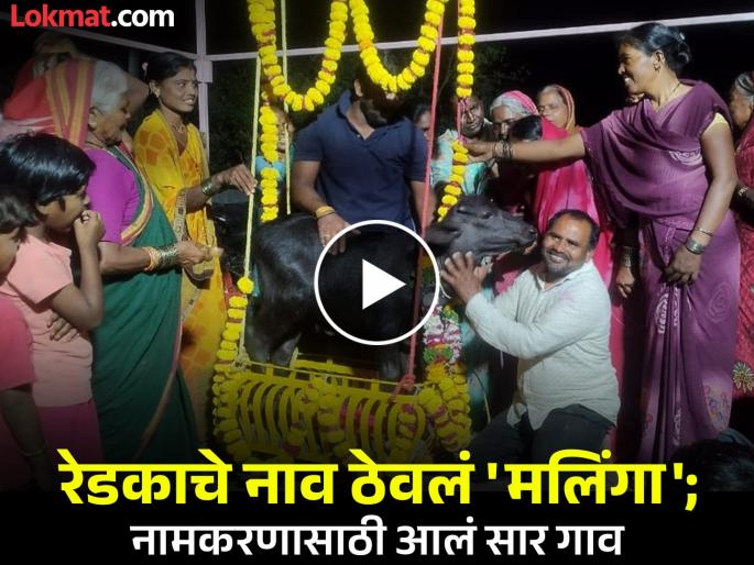 The sound is loud! The beloved Redka was named 'Malinga'; The entire village was given a name by the Pangat | पशुपालकाचा नाद खुळा अन् रेडकाचे नाव ठेवलं 'मलिंगा'; नामकरणासाठी साऱ्या गावाला पंगत The sound is loud! The beloved Redka was named 'Malinga'; The entire village was given a name by the Pangat | पशुपालकाचा नाद खुळा अन् रेडकाचे नाव ठेवलं 'मलिंगा'; नामकरणासाठी साऱ्या गावाला पंगत