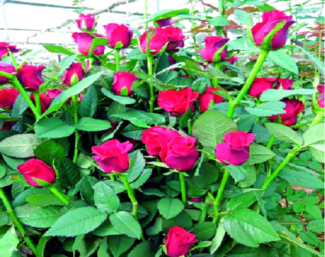 'Valentine's Day' in the market for 5 lakh roses | प्रिय व्यक्तीकडे प्रेमभावना व्यक्त करण्यासाठी २४ लाख गुलाब बाजारात 'Valentine's Day' in the market for 5 lakh roses | प्रिय व्यक्तीकडे प्रेमभावना व्यक्त करण्यासाठी २४ लाख गुलाब बाजारात