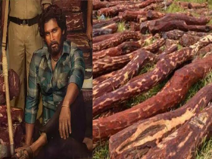 Red Sanders Smuggling: 'Pushpa' style smuggling of red sandalwood; Three arrested, goods worth crores seized | लाल चंदनाची 'पुष्पा' स्टाईल तस्करी; तिघांना अटक, कोट्यवधीचा माल जप्त Red Sanders Smuggling: 'Pushpa' style smuggling of red sandalwood; Three arrested, goods worth crores seized | लाल चंदनाची 'पुष्पा' स्टाईल तस्करी; तिघांना अटक, कोट्यवधीचा माल जप्त