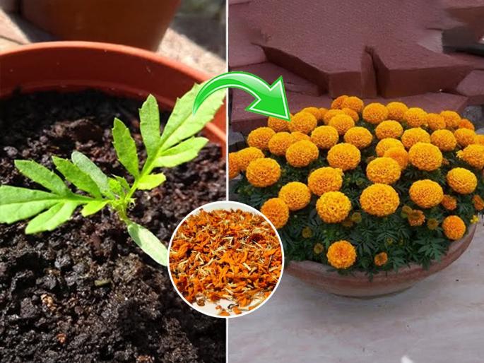 regrow marigold from old flowers Tips & Tricks Zero Budget Home Gardening Grow Marigold Using Waste Marigold Flowers grow marigold at home using waste flowers recycle marigold flowers to grow plants regrow marigold from old flowers | निर्माल्यातील झेंडूची फुलं फेकू नका, त्यातूनच उगवतील नवी झेंडूची रोपं-‘असं’ करा झटपट बागकाम...
