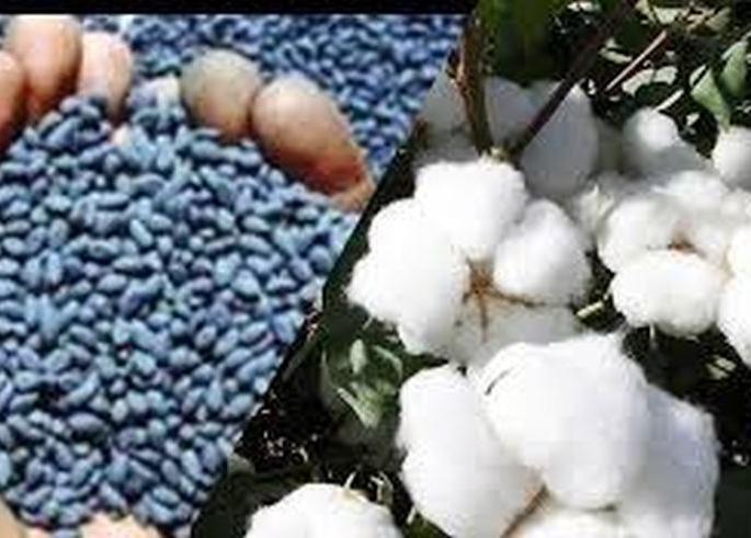 BT seed inspection rights removes from Zilla Parishad's Agriculture Department | बीटी बियाणे तपासणीचे जिल्हा परिषदांच्या कृषी विभागाचे अधिकार काढले! BT seed inspection rights removes from Zilla Parishad's Agriculture Department | बीटी बियाणे तपासणीचे जिल्हा परिषदांच्या कृषी विभागाचे अधिकार काढले!