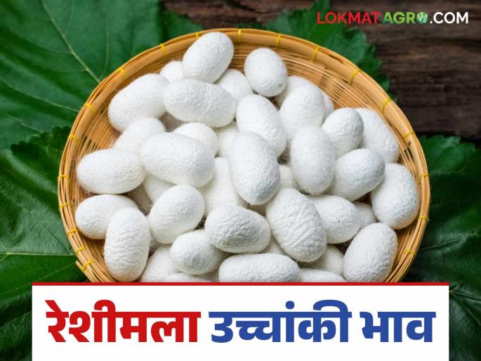 Reshim Kosh Market : Baramati silk market gets Rs 770 per kg of silk cocoons | Reshim Kosh Market : बारामती रेशीम मार्केटमध्ये प्रतिकिलो कोषास मिळाला ७७० रुपये दर Reshim Kosh Market : Baramati silk market gets Rs 770 per kg of silk cocoons | Reshim Kosh Market : बारामती रेशीम मार्केटमध्ये प्रतिकिलो कोषास मिळाला ७७० रुपये दर