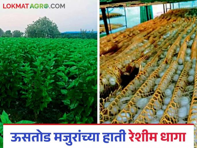 Sericulture Farming: Silk thread instead of cotton in the hands of sugarcane workers in Beed district! | Sericulture Farming : बीड जिल्ह्यातील ऊसतोड मजुरांच्या हाती कोयत्याऐवजी रेशीम धागा! Sericulture Farming: Silk thread instead of cotton in the hands of sugarcane workers in Beed district! | Sericulture Farming : बीड जिल्ह्यातील ऊसतोड मजुरांच्या हाती कोयत्याऐवजी रेशीम धागा!