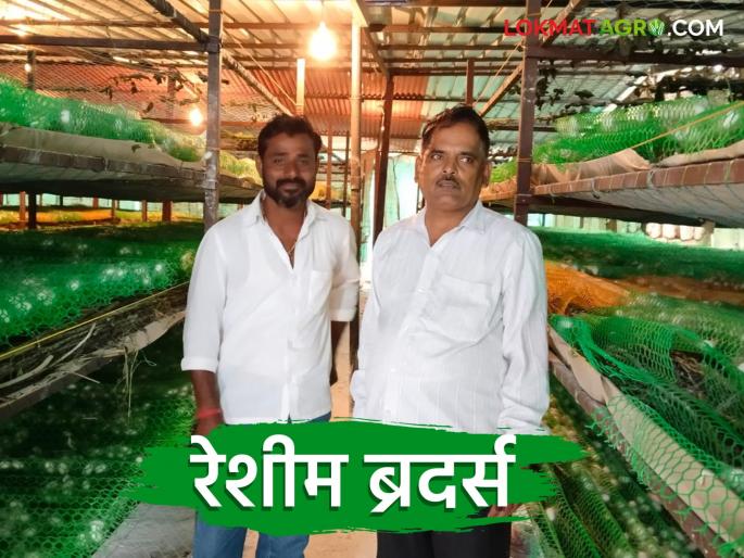 Experimental sericulture on the barren land of Khanapur became the main business of the mandle family | खानापूरच्या माळरानावर प्रयोग म्हणून केलेली रेशीम शेती बनली कुटुंबाचा मुख्य व्यवसाय Experimental sericulture on the barren land of Khanapur became the main business of the mandle family | खानापूरच्या माळरानावर प्रयोग म्हणून केलेली रेशीम शेती बनली कुटुंबाचा मुख्य व्यवसाय