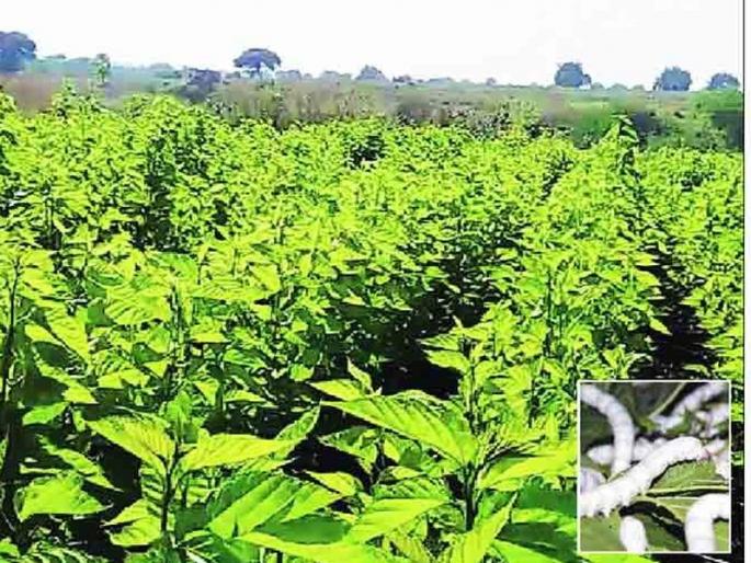 Silk of buldhana sell in Karnataka | पश्चिम वऱ्हाडातील रेशीमची चमक कर्नाटकमध्ये!