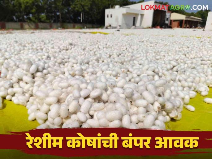 Silk Cocoon Market : silk farmers get high arrivals in Silk Cocoon Market | Silk Cocoon Market : रेशीम शेतकरी होणार का मालामाल; काय मिळतोय रेशीम कोषांना भाव ते वाचा सविस्तर   Silk Cocoon Market : silk farmers get high arrivals in Silk Cocoon Market | Silk Cocoon Market : रेशीम शेतकरी होणार का मालामाल; काय मिळतोय रेशीम कोषांना भाव ते वाचा सविस्तर