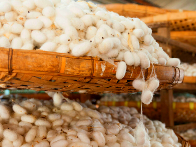 Latest News Reshim Kosh Silk Kosha price 640 rupees per kg in jalna market see per quintal price | Reshim Kosh Market : रेशीम कोषाला किलोला 'इतके' रुपये भाव, पहा बाजारभावाचं गणित  Latest News Reshim Kosh Silk Kosha price 640 rupees per kg in jalna market see per quintal price | Reshim Kosh Market : रेशीम कोषाला किलोला 'इतके' रुपये भाव, पहा बाजारभावाचं गणित