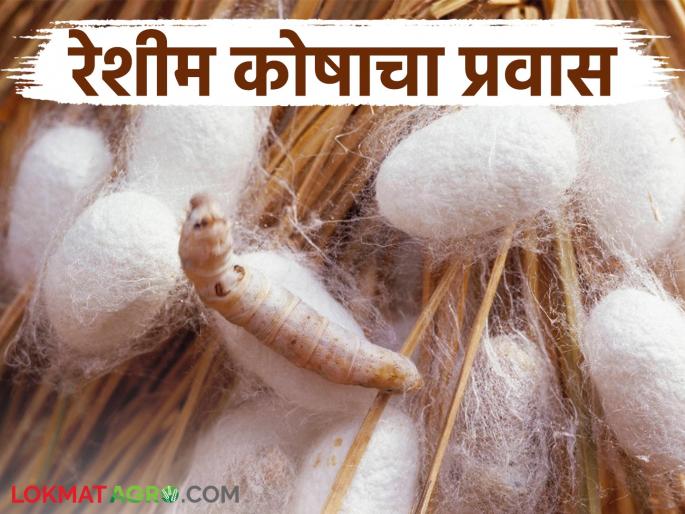 How does a silkworm create a cocoon with a thread that is 800 to 1200 meters long? Read in detail | एक रेशीम अळी ८०० ते १२०० मीटर लांबीचा धागा असणारा कोष कसा तयार करते? वाचा सविस्तर How does a silkworm create a cocoon with a thread that is 800 to 1200 meters long? Read in detail | एक रेशीम अळी ८०० ते १२०० मीटर लांबीचा धागा असणारा कोष कसा तयार करते? वाचा सविस्तर