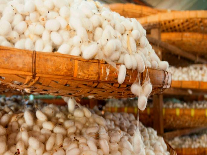 pune news baramati silkworm colony turnover crosses Rs 3.45 crore in four months | बारामतीत रेशीम कोषाची चार महिन्यांत ३ कोटी ४५ लाखांवर उलाढाल pune news baramati silkworm colony turnover crosses Rs 3.45 crore in four months | बारामतीत रेशीम कोषाची चार महिन्यांत ३ कोटी ४५ लाखांवर उलाढाल