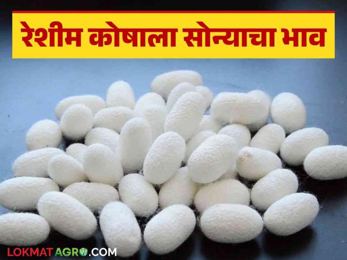 Sericulture Market: Golden days for silk farming; Read how much price the silkworm farm is getting | Sericulture Market : रेशीम शेतीला सोन्याचे दिवस; वाचा रेशीम कोषला किती मिळतोय दर Sericulture Market: Golden days for silk farming; Read how much price the silkworm farm is getting | Sericulture Market : रेशीम शेतीला सोन्याचे दिवस; वाचा रेशीम कोषला किती मिळतोय दर