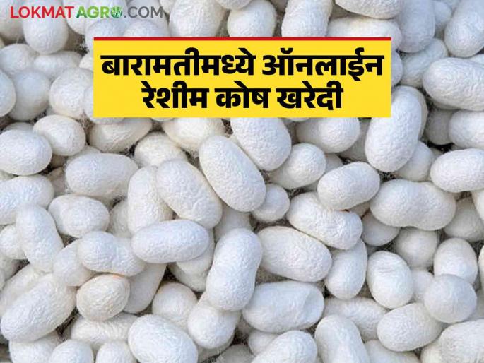 Reshim Bajar Bhav : Online purchase of silk in Baramati Agricultural Produce Market Committee; How did you get the rate? | Reshim Bajar Bhav : बारामती कृषी उत्पन्न बाजार समितीमध्ये रेशीम कोषांची ऑनलाईन खरेदी; कसा मिळाला दर Reshim Bajar Bhav : Online purchase of silk in Baramati Agricultural Produce Market Committee; How did you get the rate? | Reshim Bajar Bhav : बारामती कृषी उत्पन्न बाजार समितीमध्ये रेशीम कोषांची ऑनलाईन खरेदी; कसा मिळाला दर