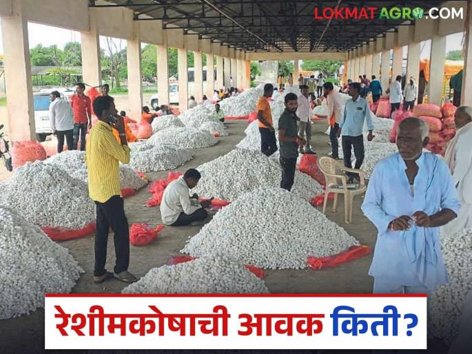Silkworm Market: Arrival of 'so many' kilos of silkworms in a single day in Beed Read in detail | Silkworm Market: बीडमध्ये एकाच दिवशी 'इतक्या' किलो रेशीमकोषाची आवक वाचा सविस्तर Silkworm Market: Arrival of 'so many' kilos of silkworms in a single day in Beed Read in detail | Silkworm Market: बीडमध्ये एकाच दिवशी 'इतक्या' किलो रेशीमकोषाची आवक वाचा सविस्तर