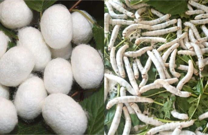 Sericulture Farming : This year sericulture increased ; Mulberry bloomed in the field ! | Sericulture Farming : यंदा रेशीम शेतीला मिळाली गती ; शेतात बहरली तुती ! Sericulture Farming : This year sericulture increased ; Mulberry bloomed in the field ! | Sericulture Farming : यंदा रेशीम शेतीला मिळाली गती ; शेतात बहरली तुती !