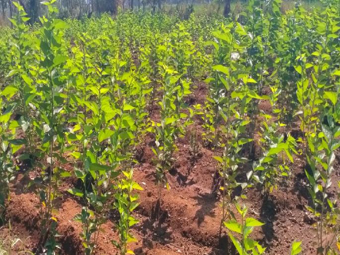 Accelerating development of silk industry in Sangli district Yield of 81735 kg of kosha on 399 acres | सांगली जिल्ह्यात रेशीम उद्योगाच्या विकासाला गती, ३९९ एकर क्षेत्रावर किती घेतले उत्पादन.. वाचा सविस्तर Accelerating development of silk industry in Sangli district Yield of 81735 kg of kosha on 399 acres | सांगली जिल्ह्यात रेशीम उद्योगाच्या विकासाला गती, ३९९ एकर क्षेत्रावर किती घेतले उत्पादन.. वाचा सविस्तर