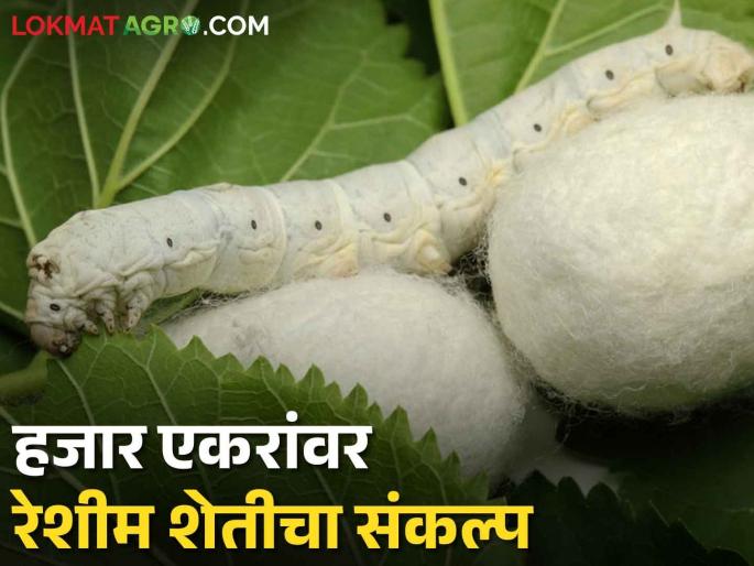 Experiment of sericulture will be done on more than one thousand acres in this district | Sericulture या जिल्ह्यात एक हजारांहून अधिक एकरांवर होणार रेशीम शेतीचा प्रयोग Experiment of sericulture will be done on more than one thousand acres in this district | Sericulture या जिल्ह्यात एक हजारांहून अधिक एकरांवर होणार रेशीम शेतीचा प्रयोग