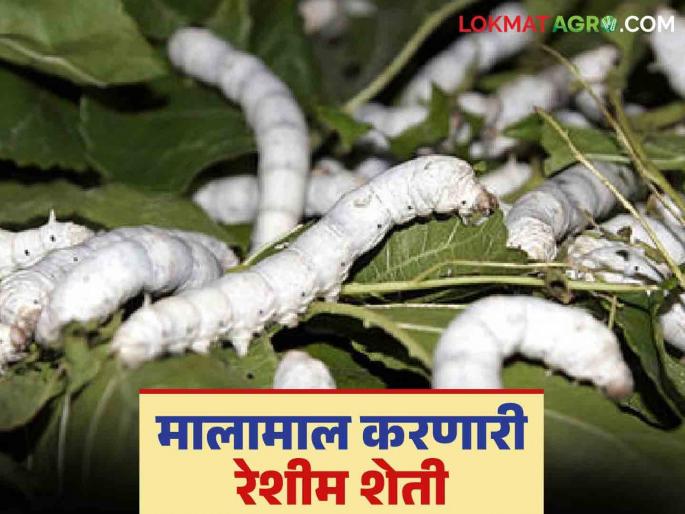 Reshim Sheti: Read in detail about sericulture that yields Rs. 1.5 lakh per acre | Reshim Sheti : एका एकरात दीड लाखाचे उत्पन्न देणारी रेशीम शेती वाचा सविस्तर Reshim Sheti: Read in detail about sericulture that yields Rs. 1.5 lakh per acre | Reshim Sheti : एका एकरात दीड लाखाचे उत्पन्न देणारी रेशीम शेती वाचा सविस्तर