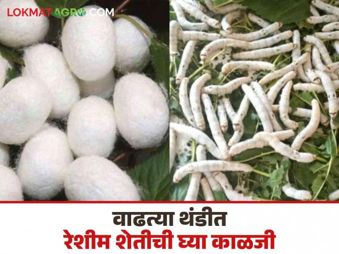 Sericulture Farming: Take care of sericulture farm in this increasing cold season. Read in detail | Sericulture Farming : वाढत्या थंडीत रेशीम शेतीची अशी घ्या काळजी वाचा सविस्तर