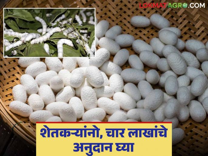 Sericulture Farming: Farmers will get subsidies to promote silk production | Sericulture Farming : रेशीम उत्पादनास प्रोत्साहन देण्यासाठी शेतकऱ्यांना मिळणार अनुदान Sericulture Farming: Farmers will get subsidies to promote silk production | Sericulture Farming : रेशीम उत्पादनास प्रोत्साहन देण्यासाठी शेतकऱ्यांना मिळणार अनुदान
