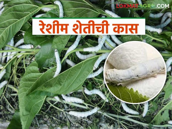 latest news Sericulture Farming: Revolution in the agricultural industry: Prosperity for farmers through mulberry cultivation! Read in detail | Sericulture Farming: कृषी उद्योगात क्रांती: तुती लागवडीच्या माध्यमातून शेतकऱ्यांना समृद्धी! वाचा सविस्तर