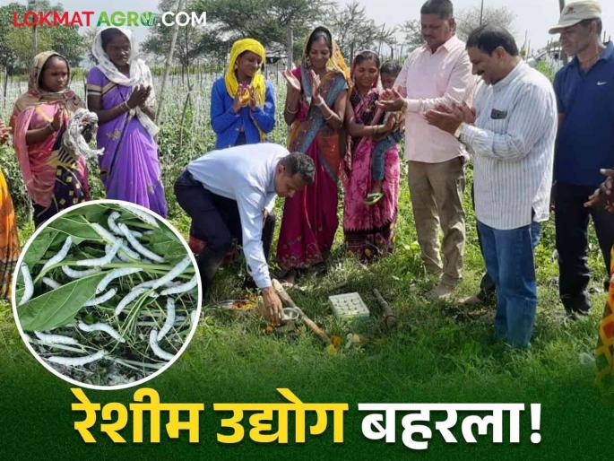 Latest News Agriculture News Silk farming Nashik Silk industry of tribal women self-help group | Agriculture News : नाशिकमध्ये रेशीम शेती बहरतेय! आदिवासी महिला बचत गटाचा रेशीम उद्योग Latest News Agriculture News Silk farming Nashik Silk industry of tribal women self-help group | Agriculture News : नाशिकमध्ये रेशीम शेती बहरतेय! आदिवासी महिला बचत गटाचा रेशीम उद्योग