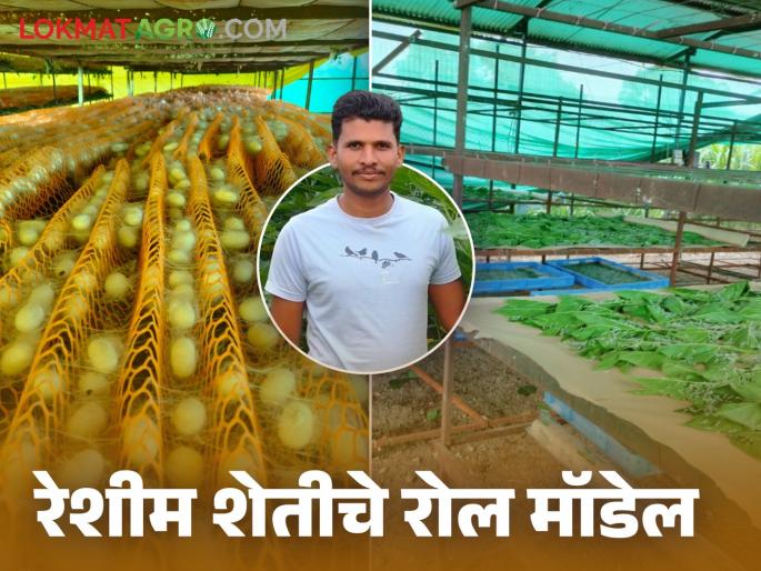 Latest News young farmer from Nandgaon has sericulture farming, earning lakhs of rupees per month | Sericulture Farming Story : नांदगावच्या तरुण शेतकऱ्याने फुलवली रेशीम शेती, महिन्याला लाखांचं उत्पन्न Latest News young farmer from Nandgaon has sericulture farming, earning lakhs of rupees per month | Sericulture Farming Story : नांदगावच्या तरुण शेतकऱ्याने फुलवली रेशीम शेती, महिन्याला लाखांचं उत्पन्न
