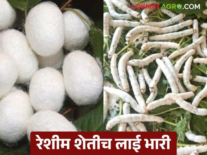 Reshim sheti: Silk farming is a great way to produce more at less cost | Reshim sheti : कमी खार्चात अधिक उत्पादन देणारी रेशीम शेतीच भारी Reshim sheti: Silk farming is a great way to produce more at less cost | Reshim sheti : कमी खार्चात अधिक उत्पादन देणारी रेशीम शेतीच भारी