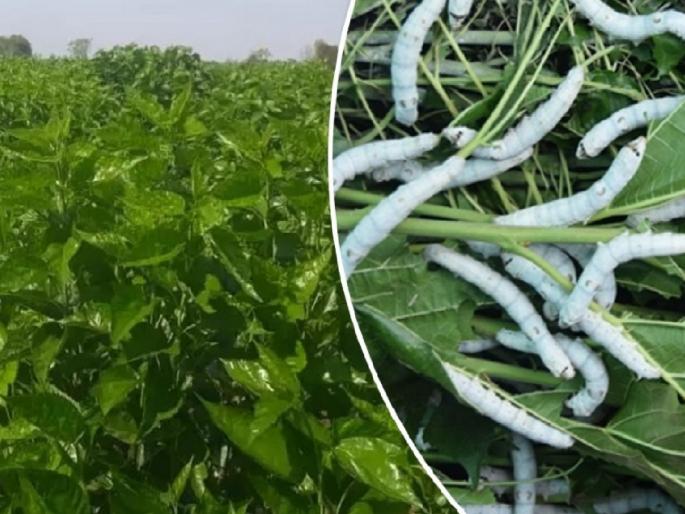 837 farmers in Kolhapur district earned 12 crores per year by cultivating sericulture | ‘रेशीम’मधून कोल्हापूर जिल्ह्यातील ८३७ शेतकऱ्यांनी वर्षाला कमावले १२ कोटी 837 farmers in Kolhapur district earned 12 crores per year by cultivating sericulture | ‘रेशीम’मधून कोल्हापूर जिल्ह्यातील ८३७ शेतकऱ्यांनी वर्षाला कमावले १२ कोटी