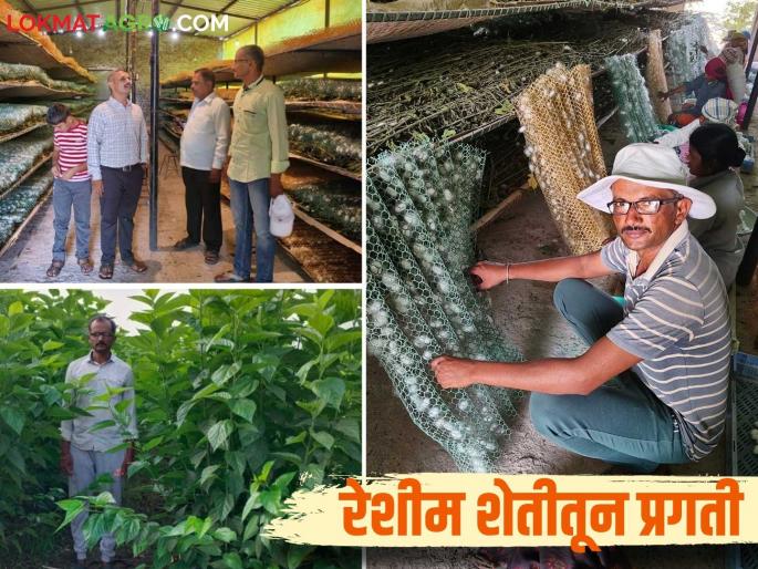 Reshim Sheti Success Story : This energetic young farmer is earning a salary of one lakh rupees per month from the silk business | Reshim Sheti Success Story : रेशीम व्यवसायातून हा जिगरबाज युवा शेतकरी महिन्याला घेतोय एक लाखाचा पगार Reshim Sheti Success Story : This energetic young farmer is earning a salary of one lakh rupees per month from the silk business | Reshim Sheti Success Story : रेशीम व्यवसायातून हा जिगरबाज युवा शेतकरी महिन्याला घेतोय एक लाखाचा पगार