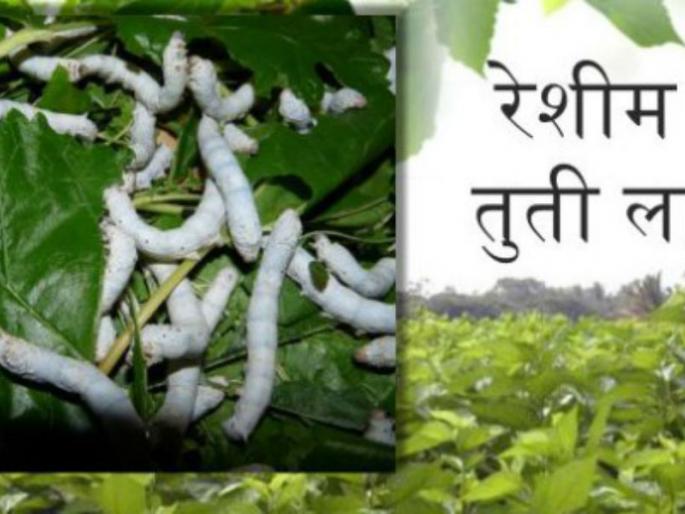 Silk growers will not leave the wind | रेशीम उत्पादकांना वाऱ्यावर सोडणार नाही