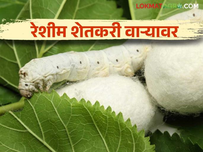 Tuti Lagwad Anudan : Sericulture farmers under obstacles; Demand for muster from MNREGA but no money received | Tuti Lagwad Anudan : तुती लागवड करणाऱ्या शेतकऱ्यांची परवड; मनरेगातून मस्टरची मागणी पण पैसे मिळेनात Tuti Lagwad Anudan : Sericulture farmers under obstacles; Demand for muster from MNREGA but no money received | Tuti Lagwad Anudan : तुती लागवड करणाऱ्या शेतकऱ्यांची परवड; मनरेगातून मस्टरची मागणी पण पैसे मिळेनात
