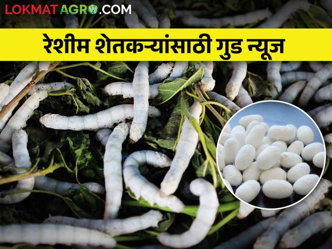 Silk training institute in the state will be renew; Converted into high technology sericulture training center | राज्यातील रेशीम प्रशिक्षण संस्था टाकणार कात; उच्च तंत्रज्ञान प्रशिक्षण केंद्रात रुपांतर Silk training institute in the state will be renew; Converted into high technology sericulture training center | राज्यातील रेशीम प्रशिक्षण संस्था टाकणार कात; उच्च तंत्रज्ञान प्रशिक्षण केंद्रात रुपांतर