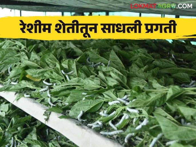 Latest News Sericulture Farming Many farmers in Wardha district are becoming millionaires from Reshim sheti, read more  | Sericulture Farming : वर्धा जिल्ह्यात असंख्य शेतकरी रेशीम शेतीतून लक्षाधीश बनत आहेत, वाचा सविस्तर  Latest News Sericulture Farming Many farmers in Wardha district are becoming millionaires from Reshim sheti, read more  | Sericulture Farming : वर्धा जिल्ह्यात असंख्य शेतकरी रेशीम शेतीतून लक्षाधीश बनत आहेत, वाचा सविस्तर