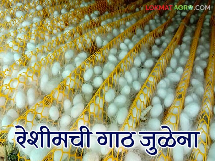 Sericulture farmer: lastet news The journey of silk thread has been thorny; Read the case in detail | Sericulture farmer : रेशीम धाग्याचा प्रवास झाला काटेरी; काय आहे प्रकरण वाचा सविस्तर Sericulture farmer: lastet news The journey of silk thread has been thorny; Read the case in detail | Sericulture farmer : रेशीम धाग्याचा प्रवास झाला काटेरी; काय आहे प्रकरण वाचा सविस्तर