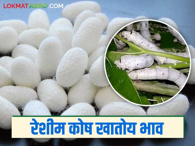 Silkworms: Record-breaking arrival of silkworms in a single day at Beed Market Committee read in details | Silkworms: बीड बाजार समितीमध्ये एकाच दिवशी रेकॉर्ड ब्रेक रेशीम कोषाची आवक वाचा सविस्तर Silkworms: Record-breaking arrival of silkworms in a single day at Beed Market Committee read in details | Silkworms: बीड बाजार समितीमध्ये एकाच दिवशी रेकॉर्ड ब्रेक रेशीम कोषाची आवक वाचा सविस्तर