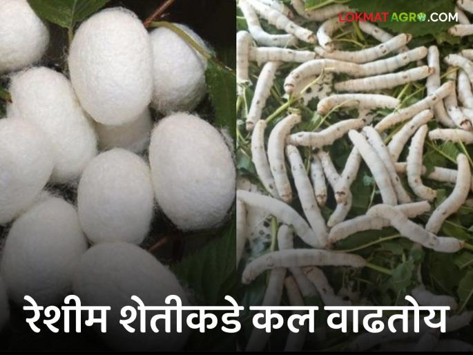 Serciulture Day: Silk Day Special: Mulberry plantation in how many areas in the state; Adapt to the new option | Serciulture Day : रेशीम दिन विशेष : राज्यात किती क्षेत्रात तुतीची लागवड; नवीन पर्यायाला साद Serciulture Day: Silk Day Special: Mulberry plantation in how many areas in the state; Adapt to the new option | Serciulture Day : रेशीम दिन विशेष : राज्यात किती क्षेत्रात तुतीची लागवड; नवीन पर्यायाला साद