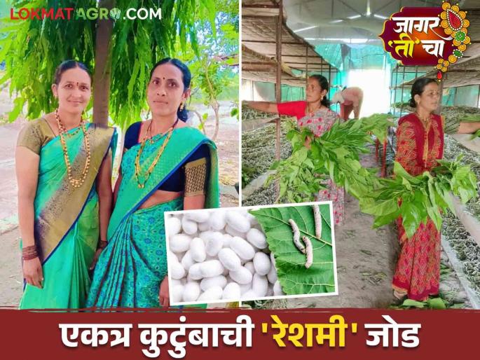 Silk Cocoon Production: A successful silk cocoon of two women through determination and perseverance | Silk Cocoon Production : जिद्द आणि चिकाटीतून दोन सख्ख्या जावांची यशस्वी रेशीम गाठ Silk Cocoon Production: A successful silk cocoon of two women through determination and perseverance | Silk Cocoon Production : जिद्द आणि चिकाटीतून दोन सख्ख्या जावांची यशस्वी रेशीम गाठ