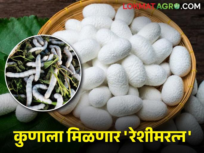The government's award will be given to the silk farmer who produces the most; How to apply? | सर्वाधिक उत्पादन घेणाऱ्या रेशीम शेतकऱ्याला मिळणार शासनाचा पुरस्कार; कसा कराल अर्ज? The government's award will be given to the silk farmer who produces the most; How to apply? | सर्वाधिक उत्पादन घेणाऱ्या रेशीम शेतकऱ्याला मिळणार शासनाचा पुरस्कार; कसा कराल अर्ज?