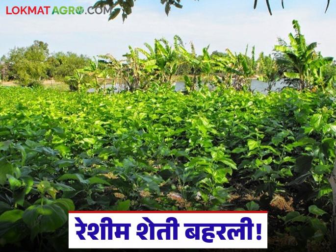 Latest News reshim sheti 22 farmers of nashik earn nearly Rs 2 lakh from sericulture Farming | एकदाच खर्च करा, पुढील 15-20 वर्षे उत्पादन घेत राहा, रेशीम शेतीतून दरमहा दोन लाखांचं उत्पन्न 